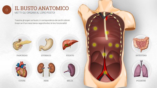 Il gioco del busto anatomico