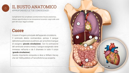 Curiosità sugli organi