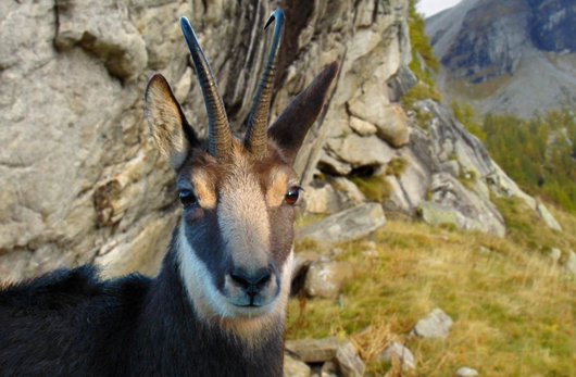 Video "La montagna ieri e oggi", fotogramma con la fauna