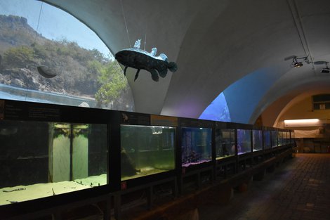 Una nuova visita emozionante negli acquari del Museo di storia naturale della Certosa di Calci 